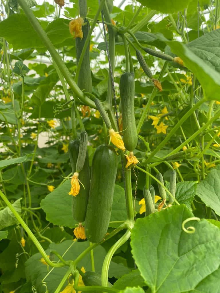 Agricultural consulting and training in eco-farming